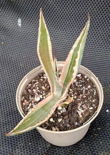 Agave americana variagata - agave,