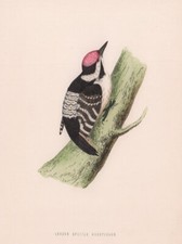 Lesser Spotted Woodpecker