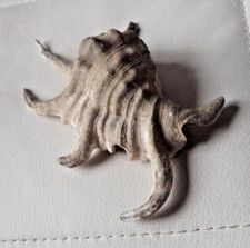 5.5 inch Lambis Shell Conch