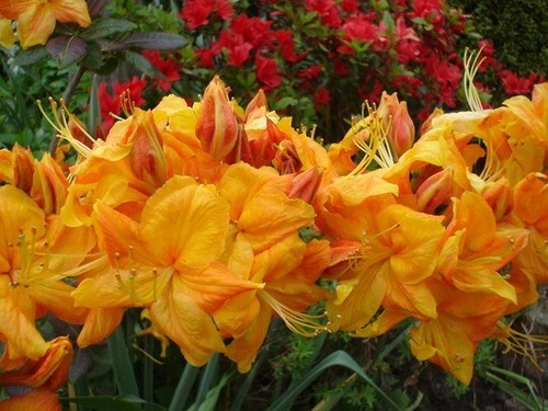 KLONDYKE~~Azalea