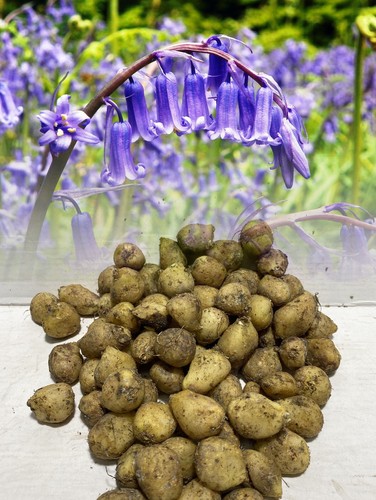 1000 english bluebells - english,