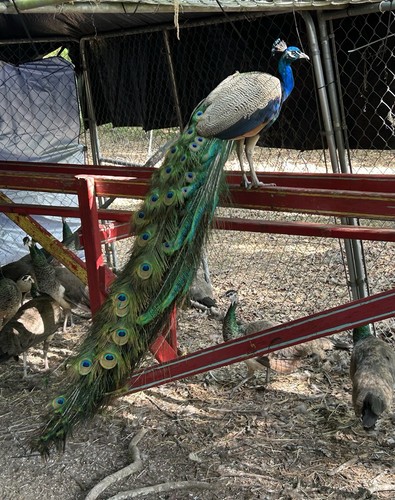 Indian blue white gene - indian, blue.