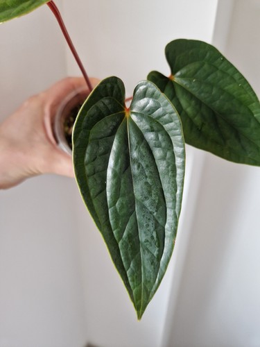 Anthurium gigi luxurians - gigi,