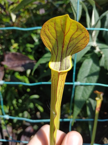Sarracenia popei flava - (flava, x