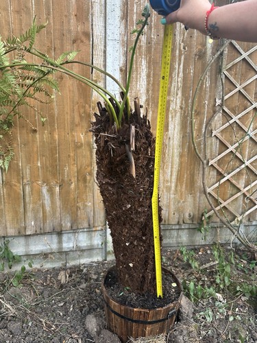 Dicksonia antarctica tree fern - tree,