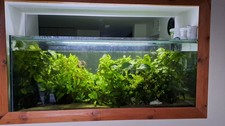 430 ltr FishTank, fully stocked with plants, tropical fish, filter + accessories
