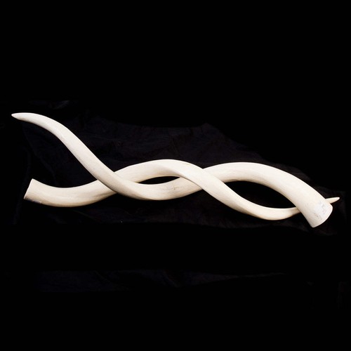 Kudu inner horn - inner,
