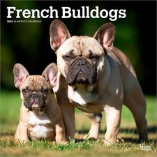 French Bulldogs Calendar 2026