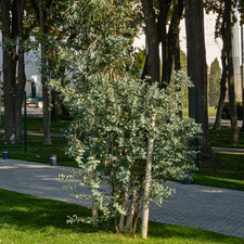 Large plant eucalyptus - 1,