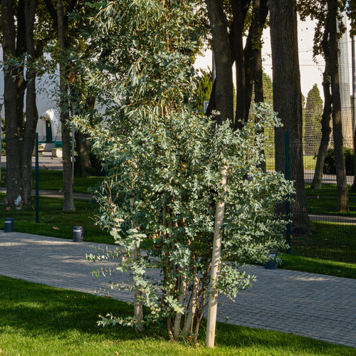 Large plant eucalyptus - 1,