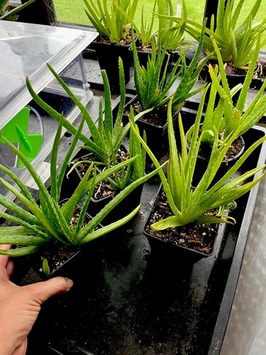 Aloe vera house - aloe,