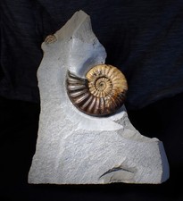 Asteroceras obtusum display
