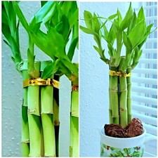 LUCKY BAMBOO 6 stalks 8 inches