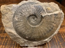 UK Fossil Ammonite Amaltheus