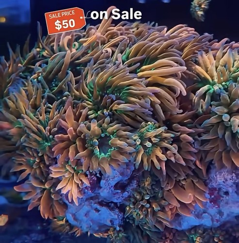 Live rainbow bubble tip - rainbow,