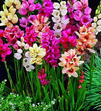 25 x Ixia - Perennial Garden Plant Bulbs Mixed Colours Corn Lilly