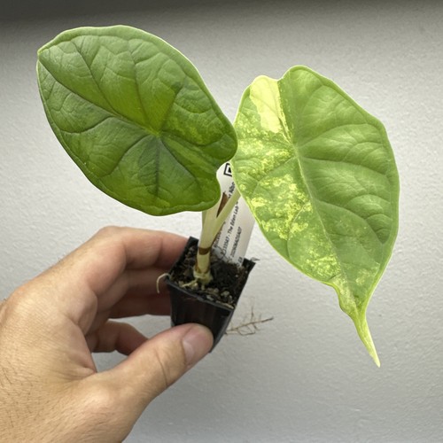 Alocasia dragon scale albo - alocasia,