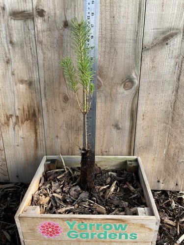 Scots pine pinus sylvestris - pine,