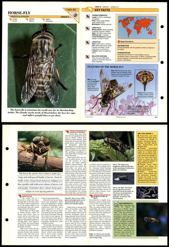 Horse fly insects wildlife - #42,