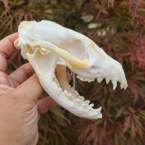 Juvenile african civet skull - juvenile,