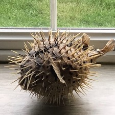 Large Vintage Taxidermy Puffa