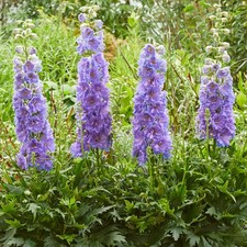 Delphinium delgenius shelby - delphinium,