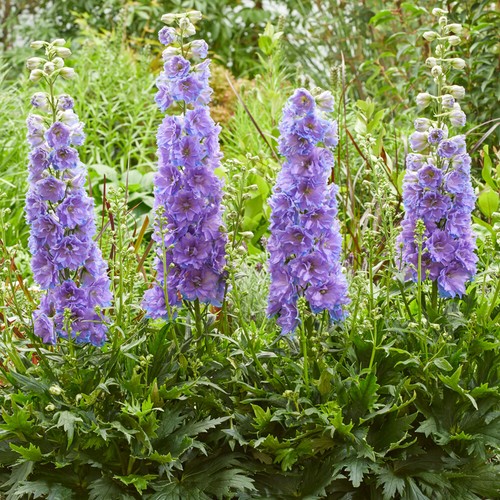 Delphinium delgenius shelby - delphinium,