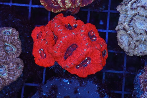 Blood red asian acan - red,