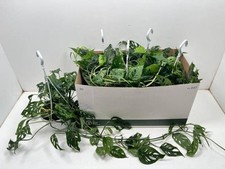 XL Monstera Monkey Mask Hanger Established, Indoor / House Plant, 17cm Pot