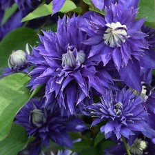 Clematis Multi Blue in 9cm Pot