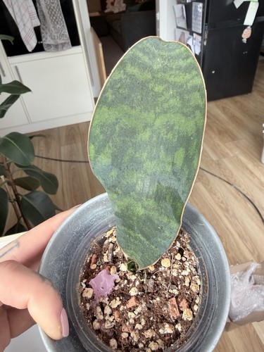 Whale fin single leaf - , potted