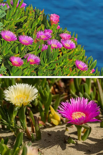 Fresh pink carpobrotus - 5,