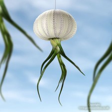 1 x Jellyfish Bulbosa Air