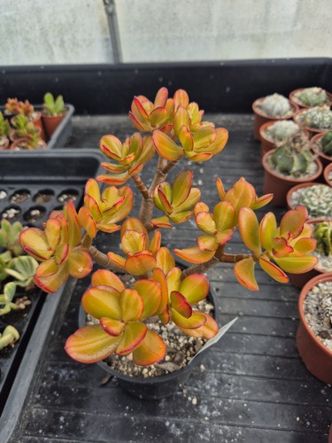 Crassula return beauty - of,