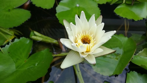 Nymphaea albatross water - 'albatross',