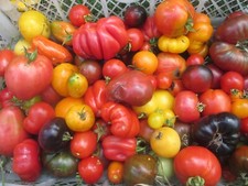 25 MIXED TOMATO SEEDS - A