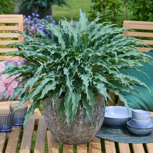 Hosta silly string - string, 3