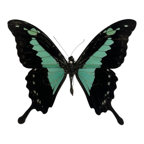 Papilio phorcas set specimens - phorcas,