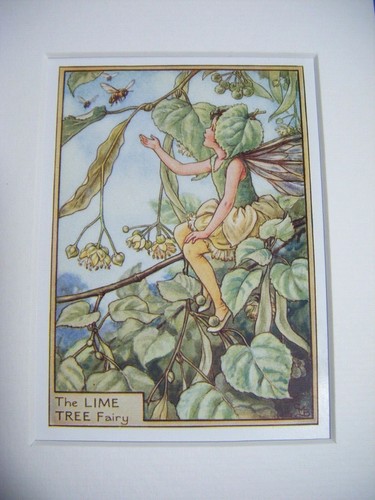 Vintage flower faires print - flower,