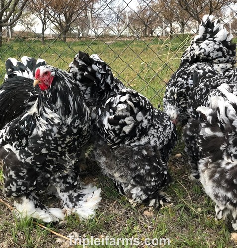 Giant large fowl assorted - giant,