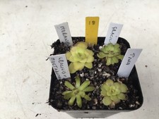 Pinguicula Collection. #18