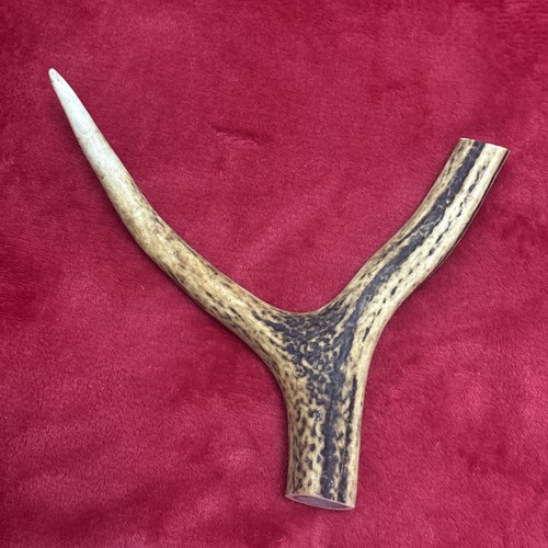 One piece deer antler - of,