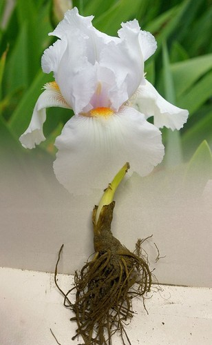 Iris germanica immortality - iris,