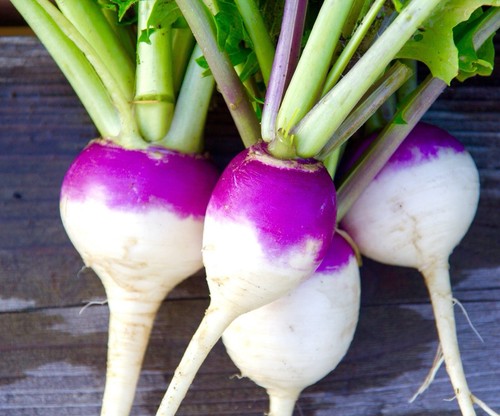 2100x turnip purple - top, white