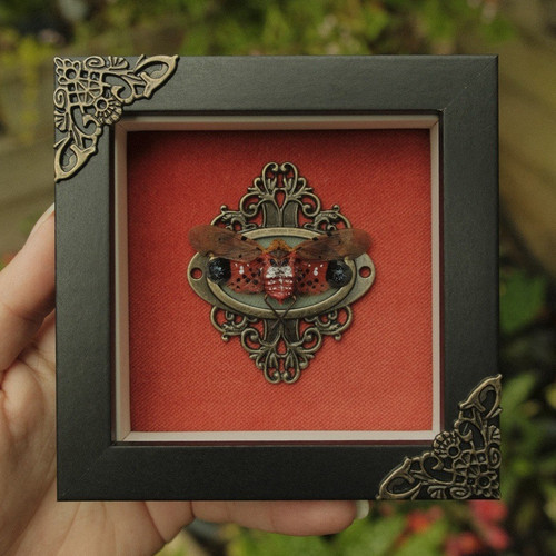 Framed wax lantern bug - lantern, real