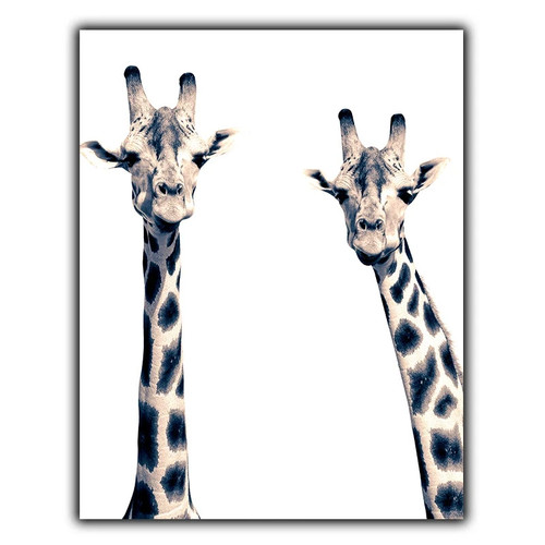 Giraffe giraffes metal print - giraffe,