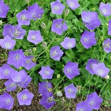 Pack x6 Campanula Carpatica