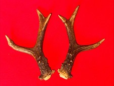 PAIR OF ROE DEER ANTLERS , 197g. approx. 17cm.