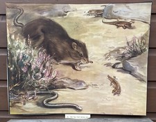 Eileen A Soper Print The Tail