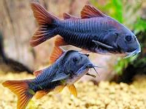 Tank raised corydoras aeneus - tank-raised,